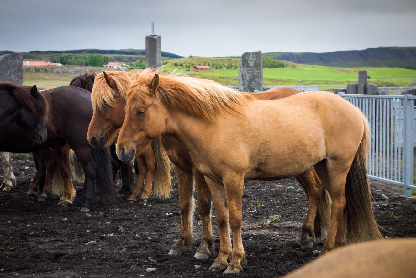 _DSC0471