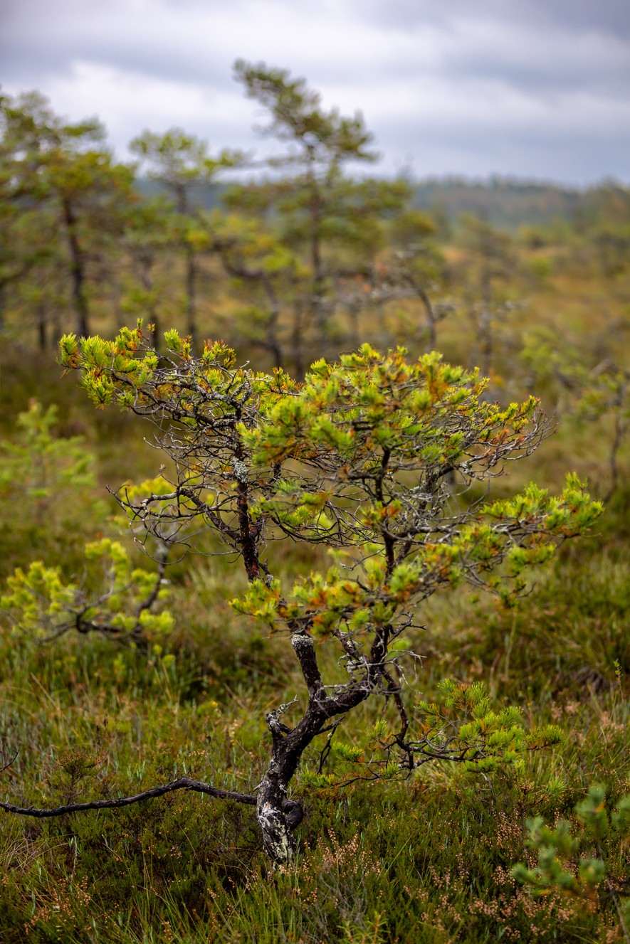 _MG_2748-HDR